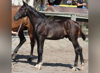 Caballo de deporte alemán, Semental, Potro (04/2024), 175 cm, Negro