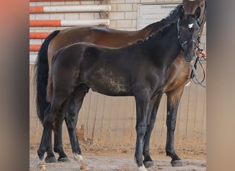 Caballo de deporte alemán, Semental, Potro (04/2024), 175 cm, Negro