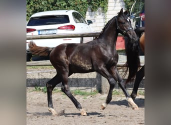 Caballo de deporte alemán, Semental, Potro (04/2024), 175 cm, Negro