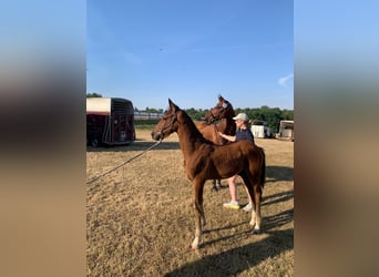 Caballo de deporte alemán, Semental, Potro (04/2026), 180 cm, Castaño
