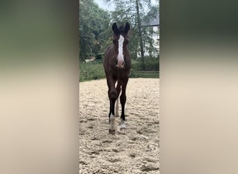 Caballo de deporte alemán, Semental, Potro (04/2025), 185 cm, Castaño rojizo