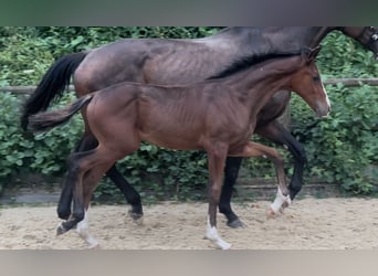 Caballo de deporte alemán, Semental, Potro (04/2025), 185 cm, Castaño rojizo