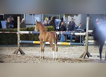 Caballo de deporte alemán, Semental, Potro (06/2026), Alazán