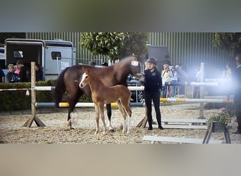 Caballo de deporte alemán, Semental, Potro (06/2026), Alazán