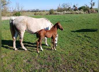 Caballo de deporte alemán, Semental, , Alazán