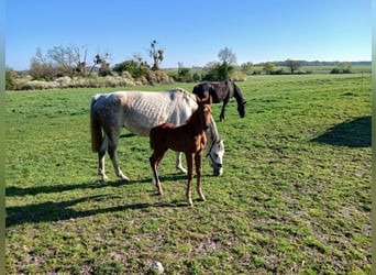 Caballo de deporte alemán, Semental, , Alazán