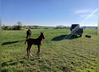 Caballo de deporte alemán, Semental, , Alazán