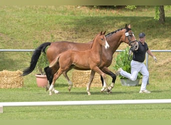 Caballo de deporte alemán, Semental, Potro (04/2025), Alazán