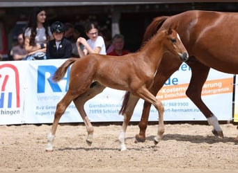 Caballo de deporte alemán, Semental, Potro (06/2025), Alazán