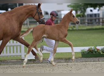 Caballo de deporte alemán, Semental, Potro (04/2026), Alazán-tostado