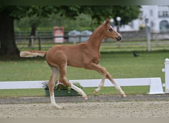 Caballo de deporte alemán, Semental, Potro (04/2026), Alazán-tostado