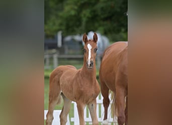 Caballo de deporte alemán, Semental, Potro (04/2026), Alazán-tostado