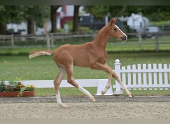 Caballo de deporte alemán, Semental, Potro (04/2026), Alazán-tostado