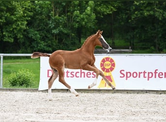 Caballo de deporte alemán, Semental, Potro (04/2024), Alazán-tostado