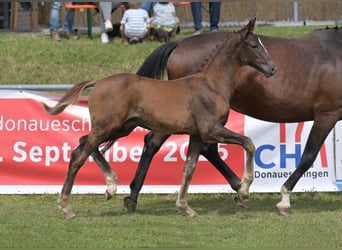 Caballo de deporte alemán, Semental, Potro (04/2025), Alazán-tostado