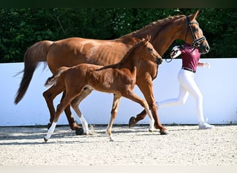 Caballo de deporte alemán, Semental, Potro (03/2026), Alazán-tostado