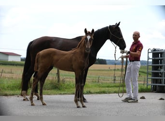 Caballo de deporte alemán, Semental, Potro (05/2024), Alazán-tostado