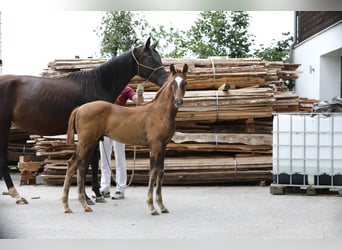 Caballo de deporte alemán, Semental, Potro (05/2024), Alazán-tostado