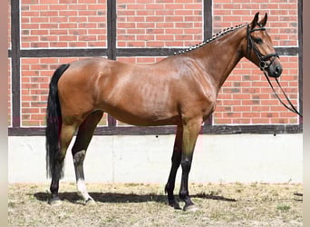 Caballo de deporte alemán, Semental, , Alazán-tostado
