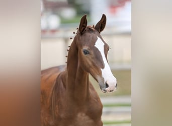Caballo de deporte alemán, Semental, Potro (05/2025), Alazán-tostado