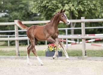 Caballo de deporte alemán, Semental, Potro (05/2025), Alazán-tostado