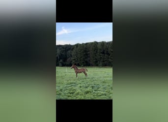 Caballo de deporte alemán, Semental, Potro (04/2024), Alazán-tostado