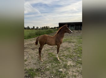 Caballo de deporte alemán, Semental, Potro (04/2024), Alazán-tostado