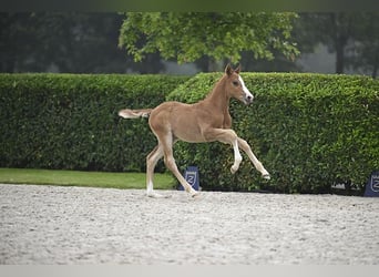 Caballo de deporte alemán, Semental, Potro (04/2024), Alazán-tostado