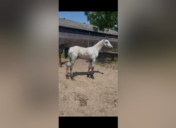 Caballo de deporte alemán, Semental, Potro (04/2026), Atigrado/Moteado