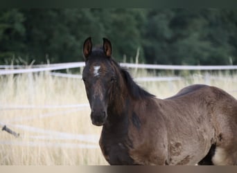 Caballo de deporte alemán, Semental, Potro (01/2026)