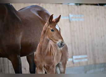 Caballo de deporte alemán, Semental, Potro (05/2024)