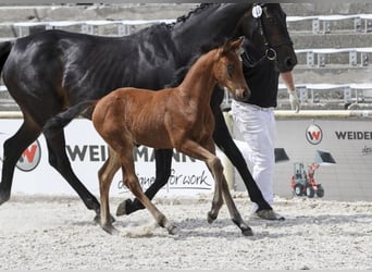 Caballo de deporte alemán, Semental, Potro (04/2025), Castaño