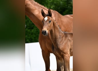 Caballo de deporte alemán, Semental, , Castaño