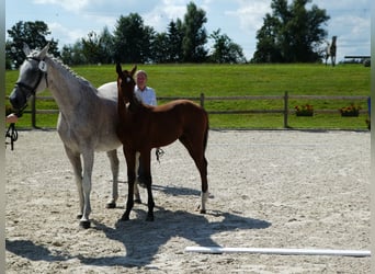 Caballo de deporte alemán, Semental, Potro (04/2024), Castaño