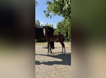 Caballo de deporte alemán, Semental, Potro (07/2026), Castaño