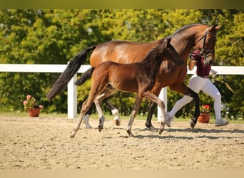 Caballo de deporte alemán, Semental, Potro (03/2025), Castaño