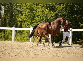 Caballo de deporte alemán, Semental, Potro (03/2025), Castaño