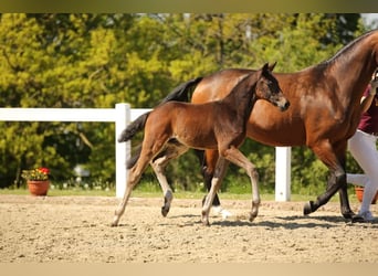 Caballo de deporte alemán, Semental, Potro (03/2025), Castaño