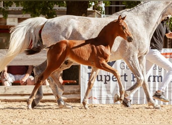 Caballo de deporte alemán, Semental, Potro (06/2026), Castaño