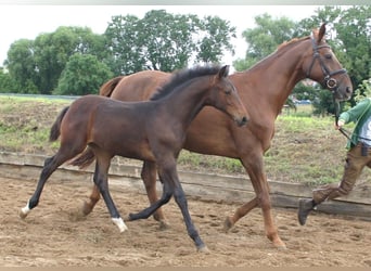 Caballo de deporte alemán, Semental, Potro (03/2025), Castaño