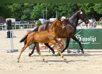Caballo de deporte alemán, Semental, Potro (04/2023), Castaño