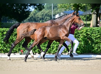 Caballo de deporte alemán, Semental, Potro (04/2024), Castaño