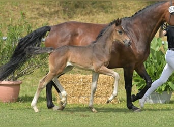 Caballo de deporte alemán, Semental, Potro (06/2025), Castaño