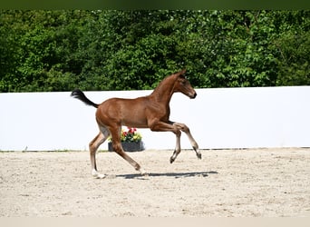 Caballo de deporte alemán, Semental, Potro (04/2025), Castaño