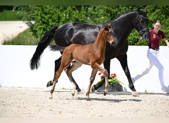 Caballo de deporte alemán, Semental, Potro (04/2025), Castaño