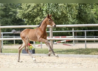 Caballo de deporte alemán, Semental, Potro (05/2025), Castaño