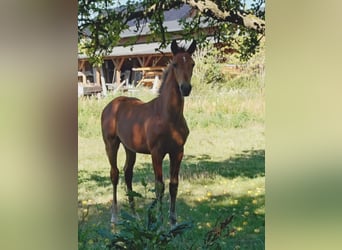 Caballo de deporte alemán, Semental, Potro (04/2026), Castaño