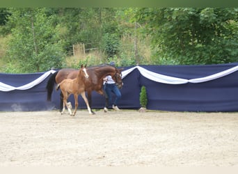 Caballo de deporte alemán, Semental, Potro (05/2026), Castaño