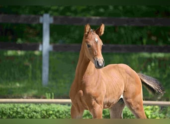 Caballo de deporte alemán, Semental, , Castaño