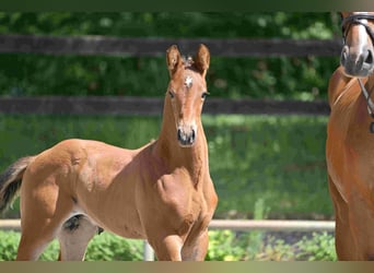 Caballo de deporte alemán, Semental, , Castaño